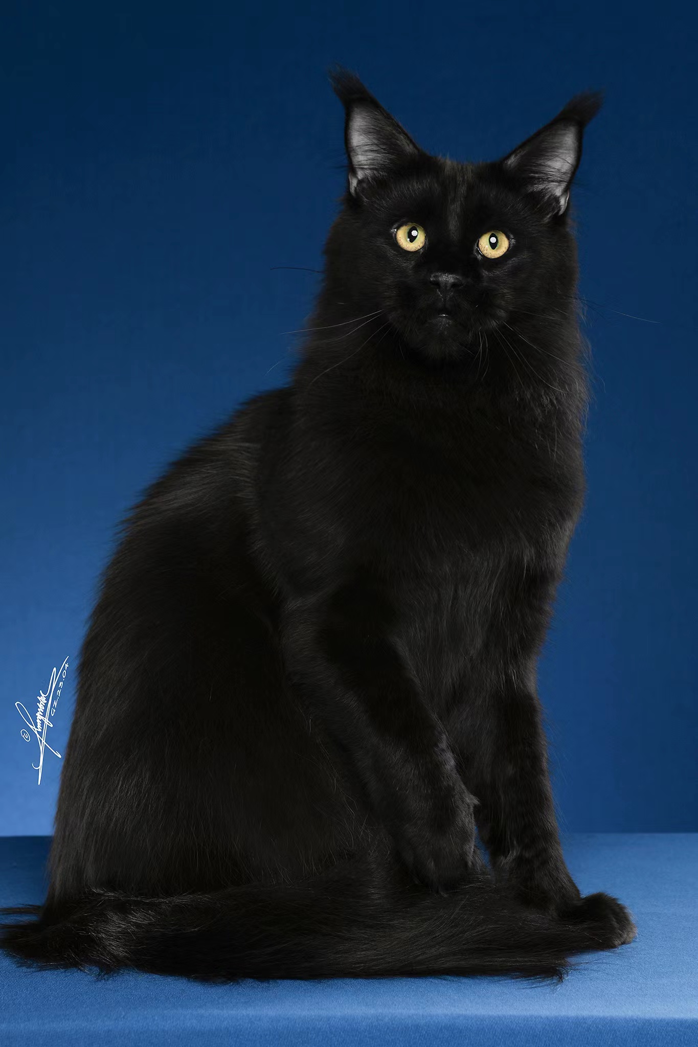 CH. Orange Dream Black